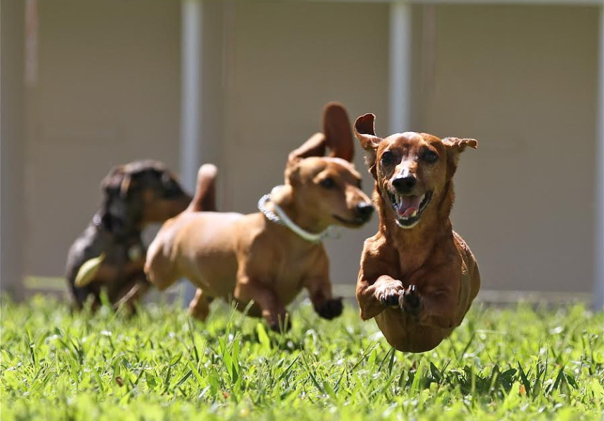 A Short History of Dachshund Races (And&nbsp;Hoptoberfest)